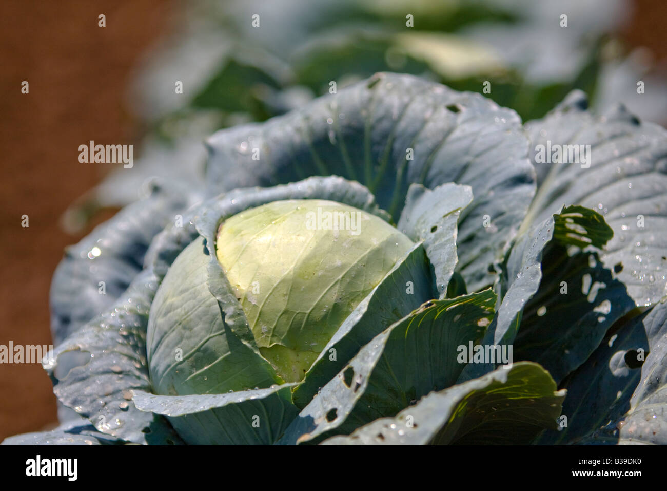Cabbage ready to be harvested Stock Photo Alamy