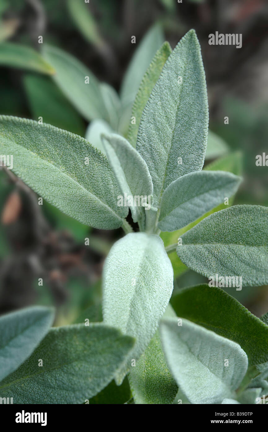 close up of fresh sage leaves growing outside in the sun Stock Photo
