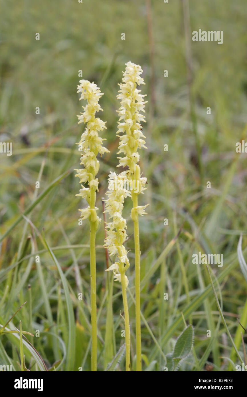 Group of three Musk orchids, herminium monorchis Stock Photo
