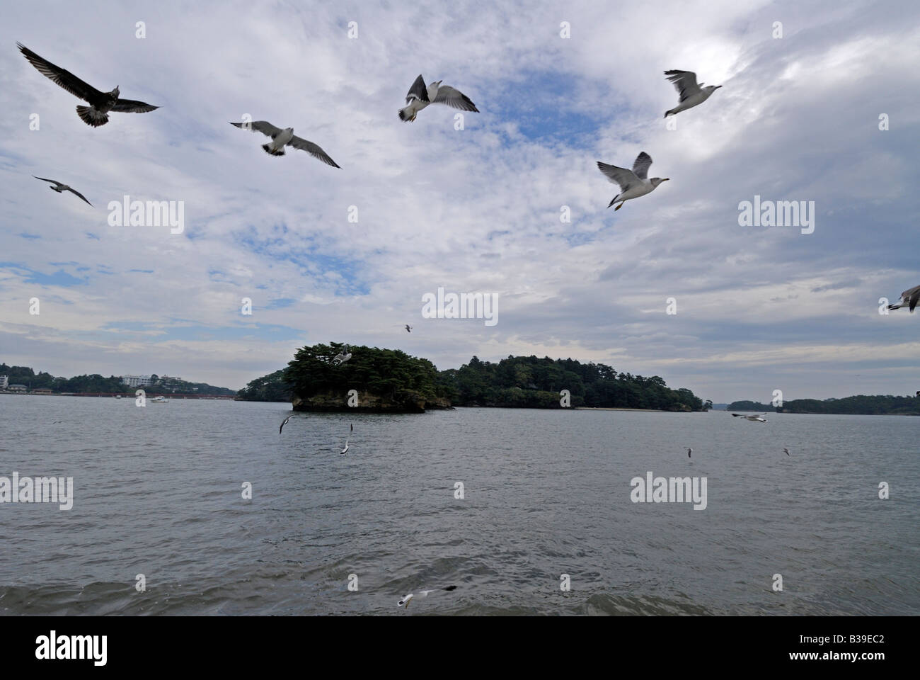 Seagulls accompanying boat in the Matsushima Bay Japan Stock Photo
