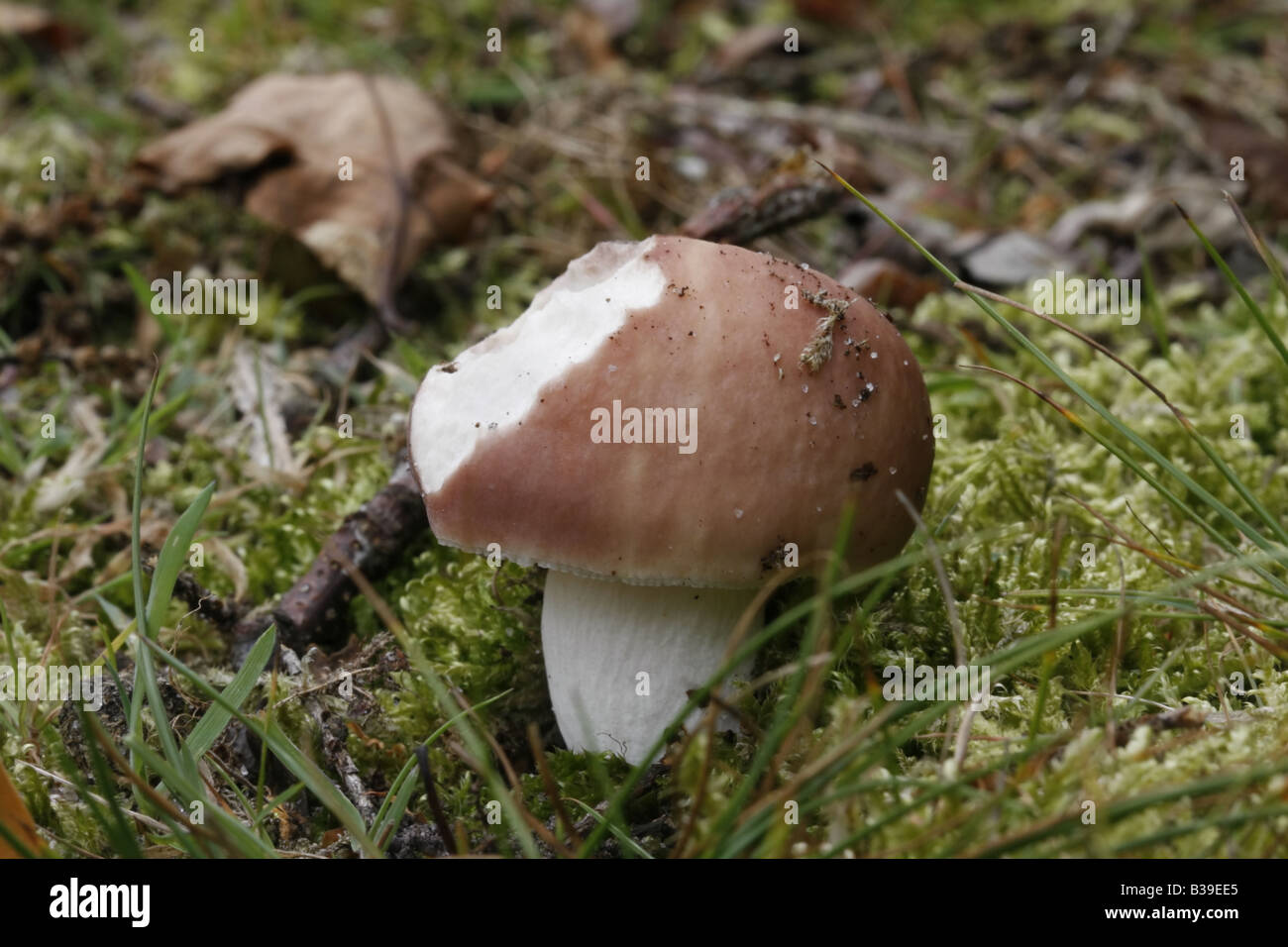 Brown mushroom, probably a russula Stock Photo - Alamy