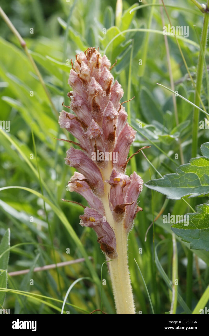 Knapweed broomrape, orobanche elatior.  Single young flower spike. Stock Photo