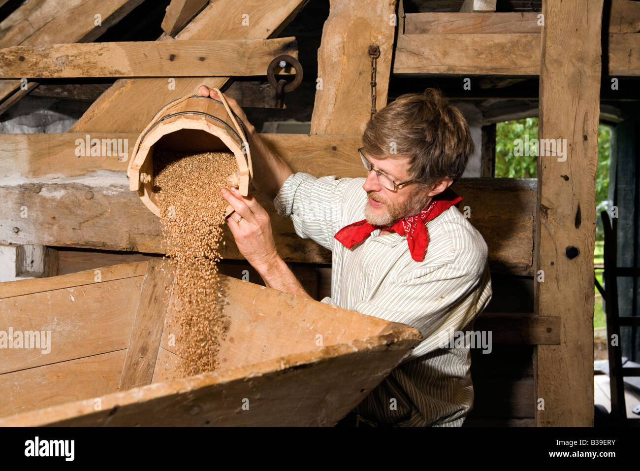 UK Cheshire Stretton medieval mill interior miller pouring grain into hopper for grinding Stock Photo