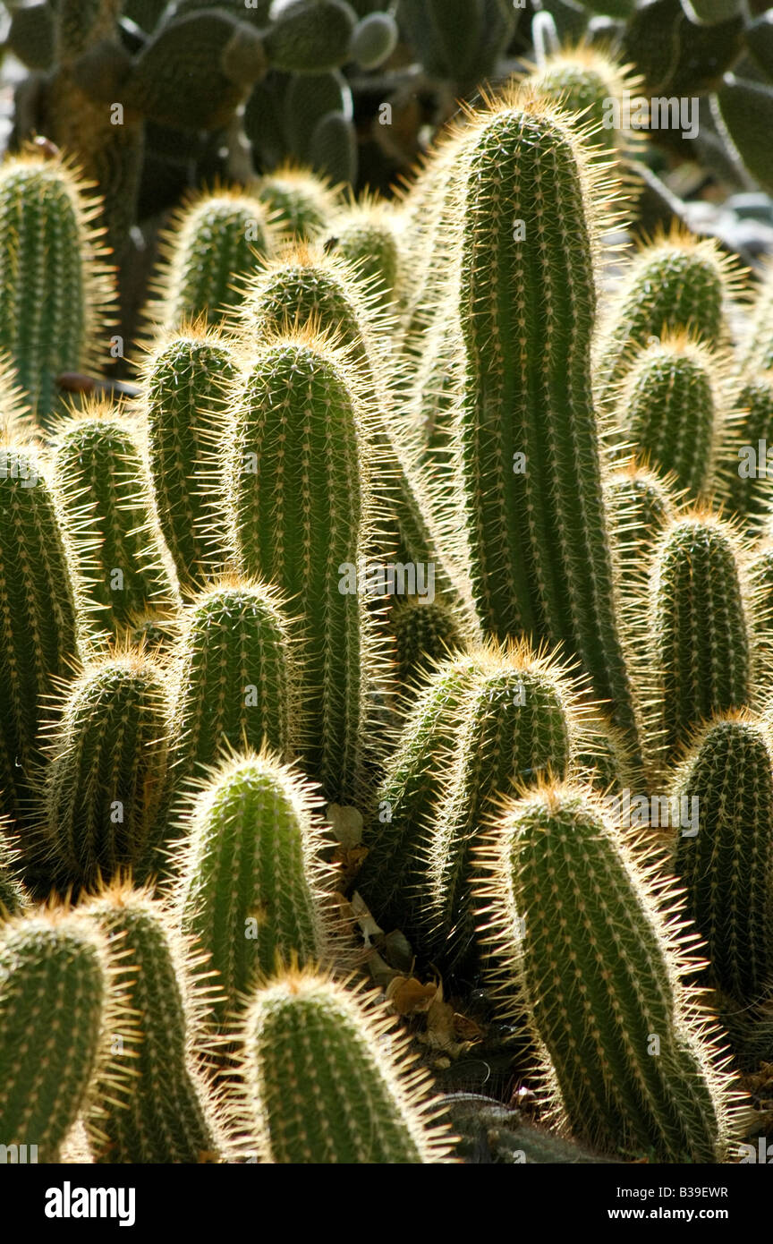 Backlit Cacti in the Majorelle gardens in Marrakesh, Morocco Stock Photo
