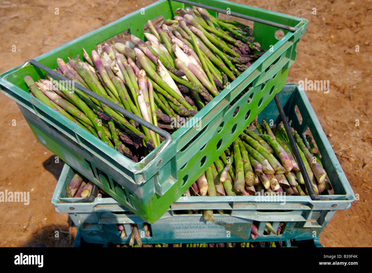 Fresh asparagus in the fields Stock Photo Alamy