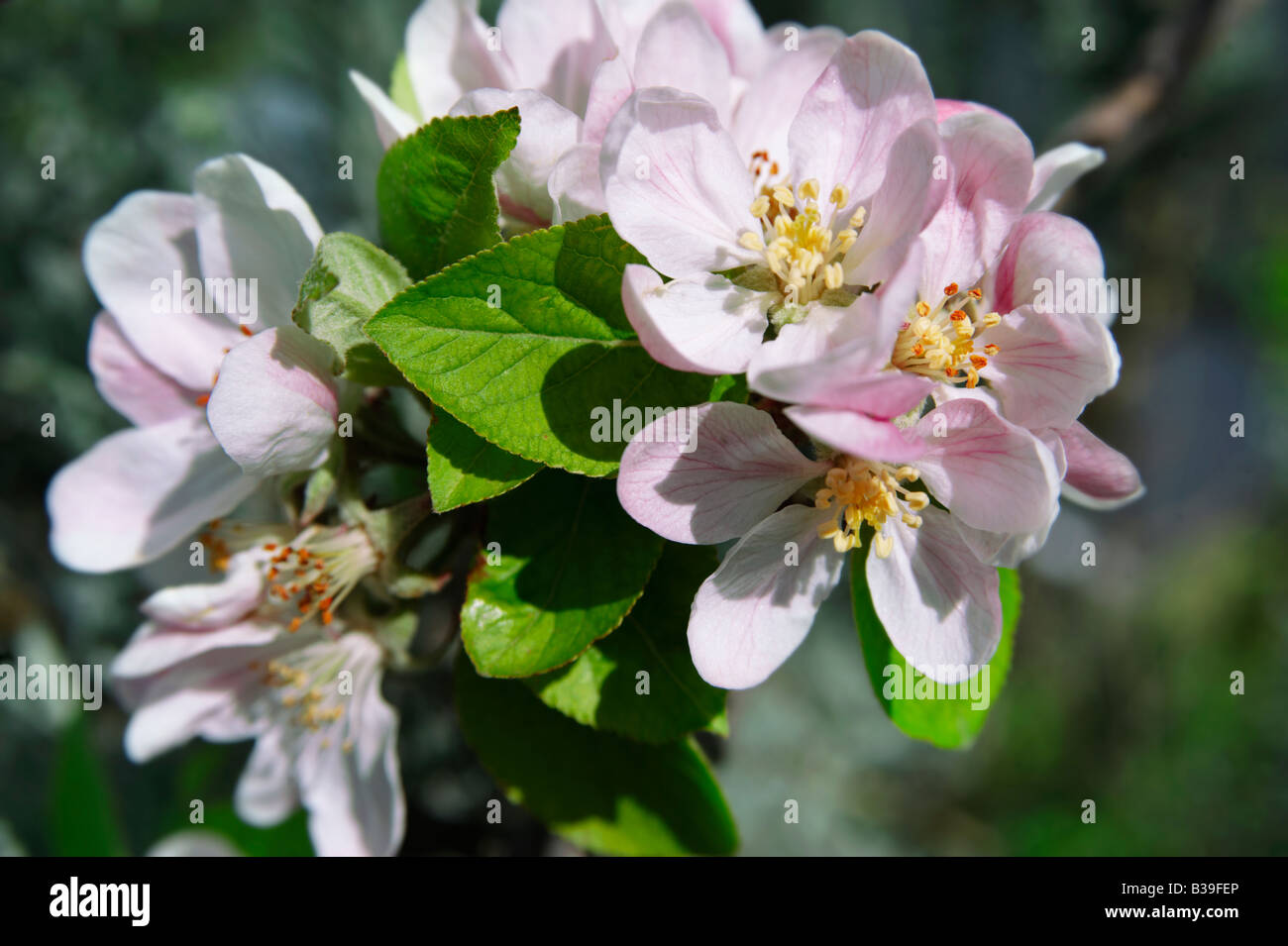 Apple Blossom flowering on a tree Stock Photo
