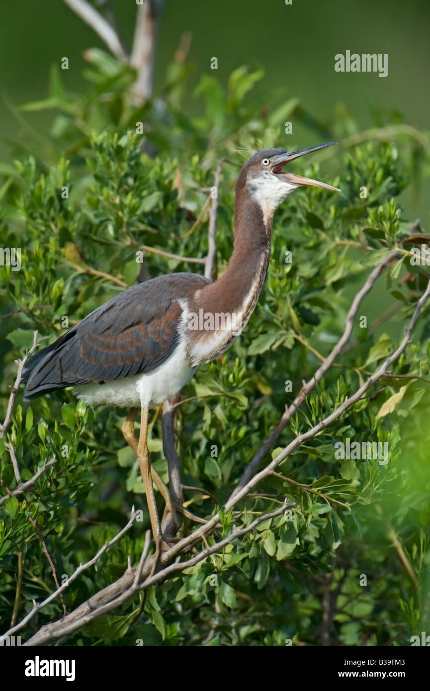 Image of a Tricolored Heron perched on a tree limb Photo taken in the Altahama WMA Stock Photo