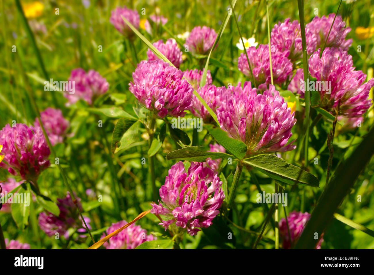 Alpine clover. Alpine summer meadow.  Bernese Alps Switzerland. Stock Photo