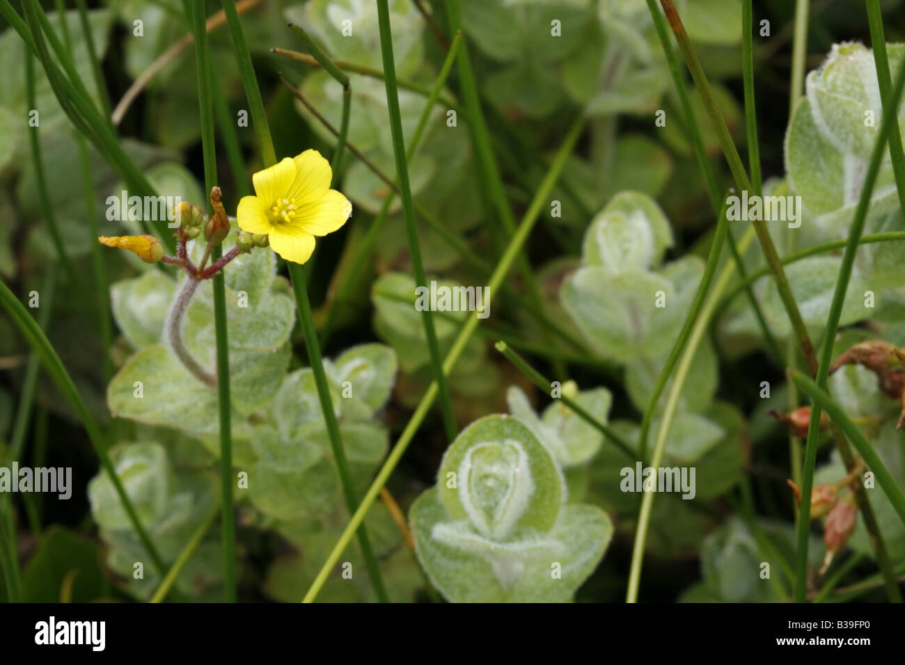 Marsh St. John's Wort, hypericum elodes Stock Photo