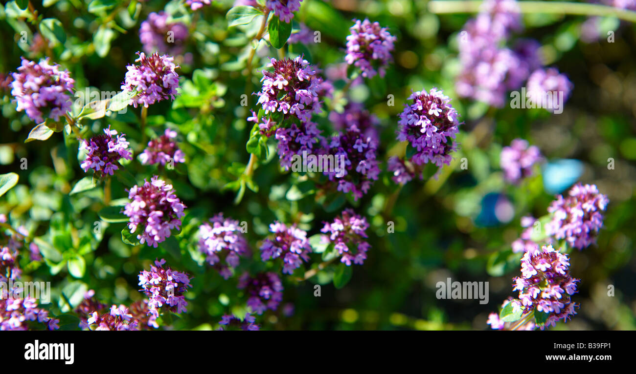 Wild flowering Thyme - swiss alps Stock Photo