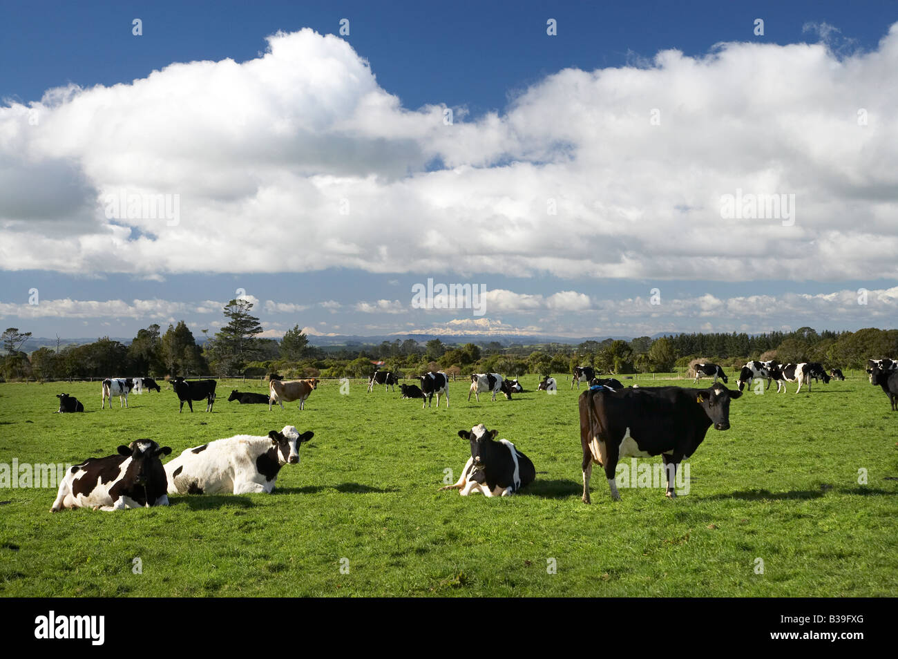 Dairy Cows Taranaki North Island New Zealand Stock Photo