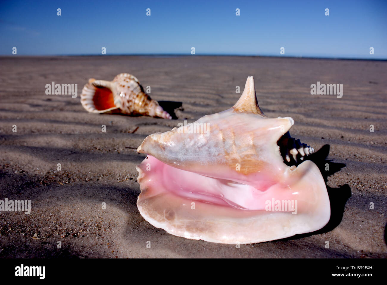 large shell on the beach in south Australia, Australia Stock Photo