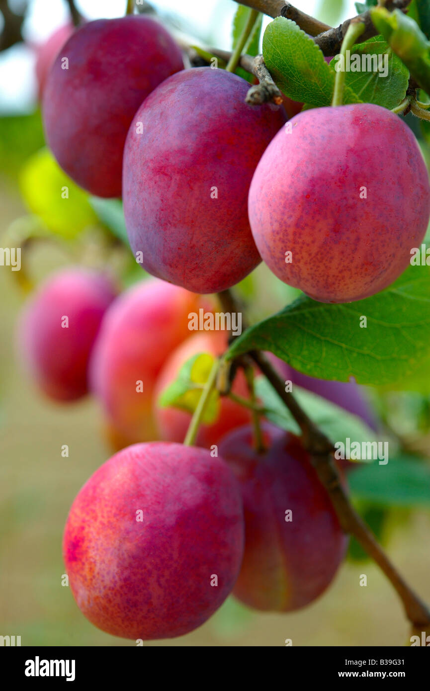 Victoria plum growing hires stock photography and images Alamy