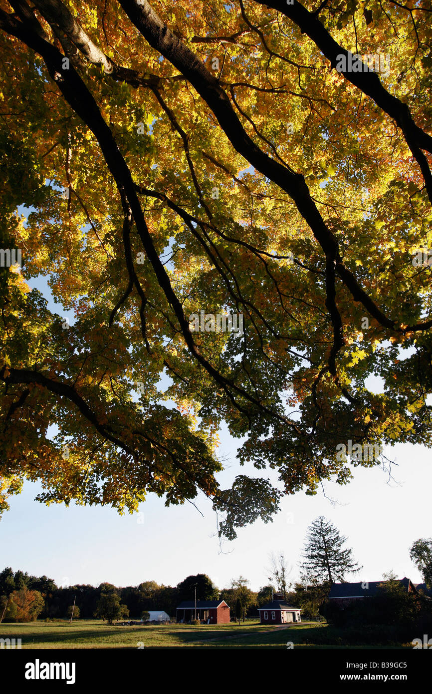 Autumn leaves, farmland, Massachusetts Stock Photo Alamy
