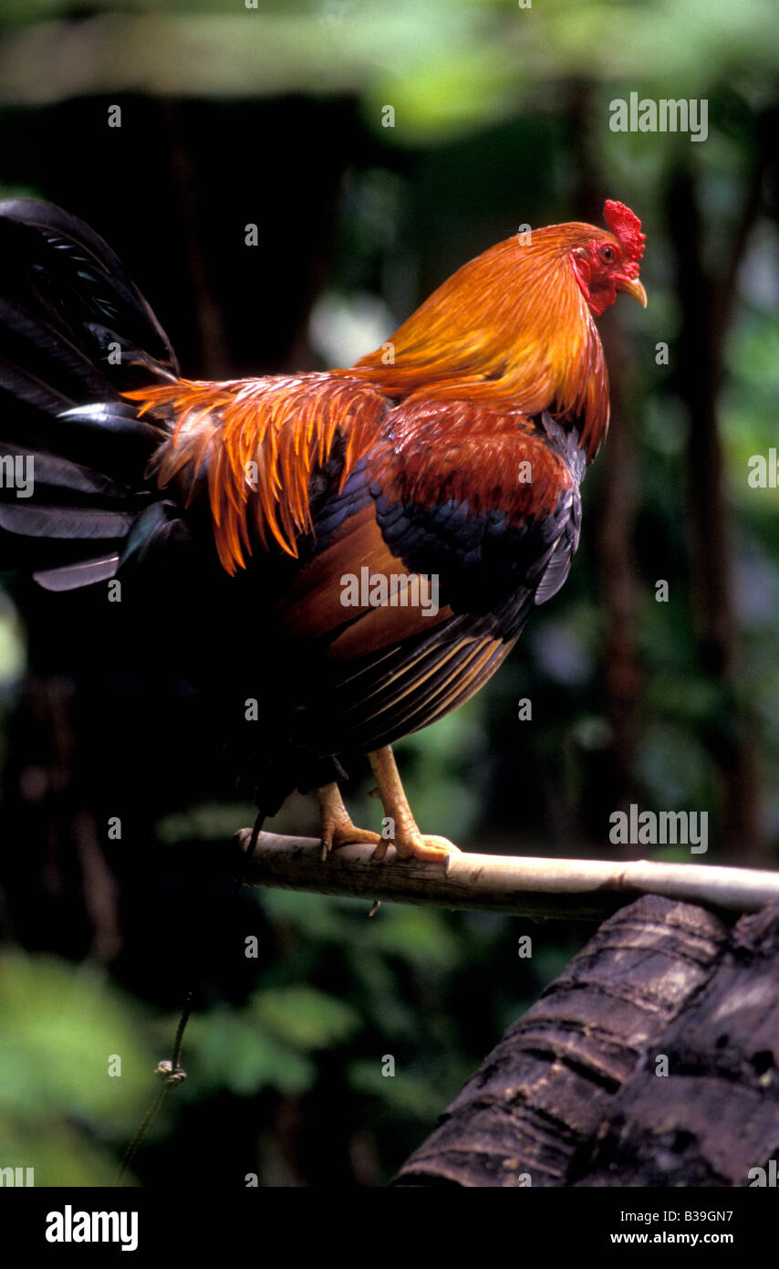 rooster camiguin philippines Stock Photo Alamy
