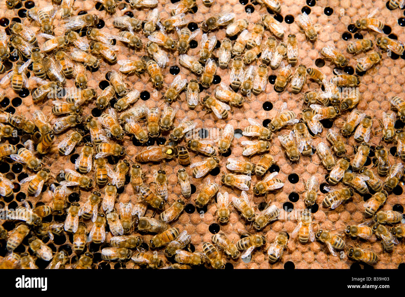 Queen Bee spotted yellow surrounded by workers drone honey bees Apis mellifera on honeycomb Stock Photo