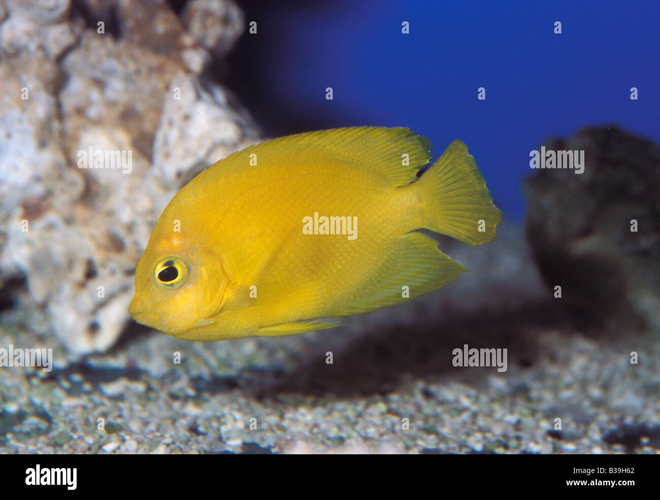 Herald's dwarf angelfish (Centropyge heraldi), Pomacantidae Stock Photo