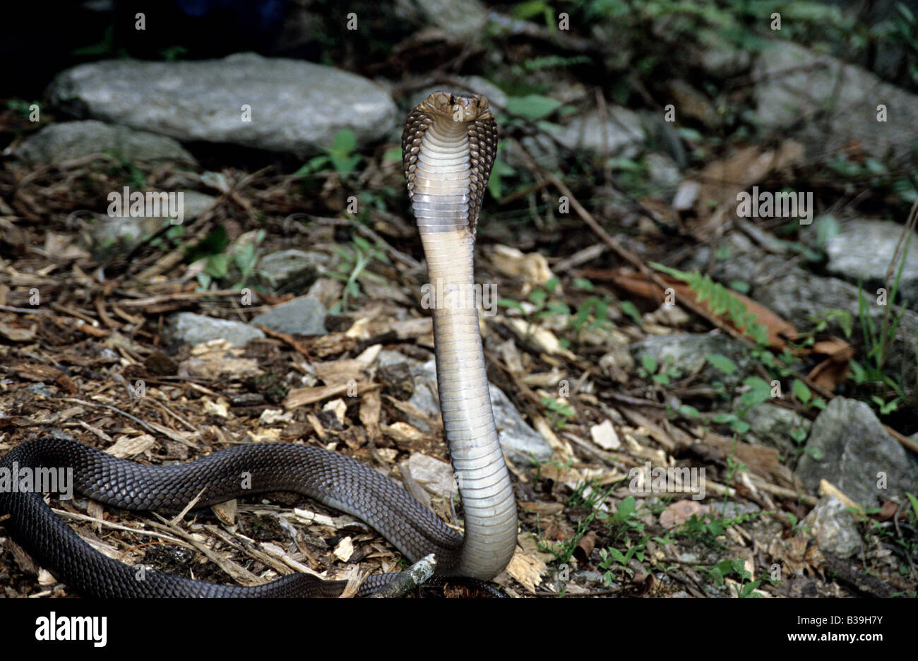 Monocled Cobra Naja Kaouthia Venomous Common Eaglenest Arunachal Stock Photo Alamy