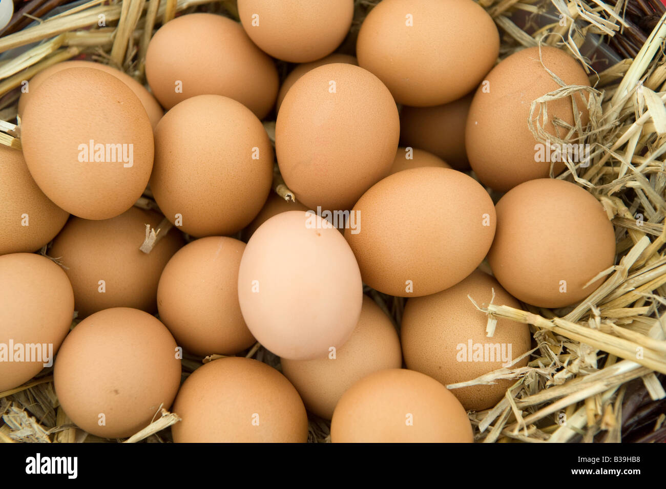 Free Range eggs in straw nest box Warwickshire Stock Photo