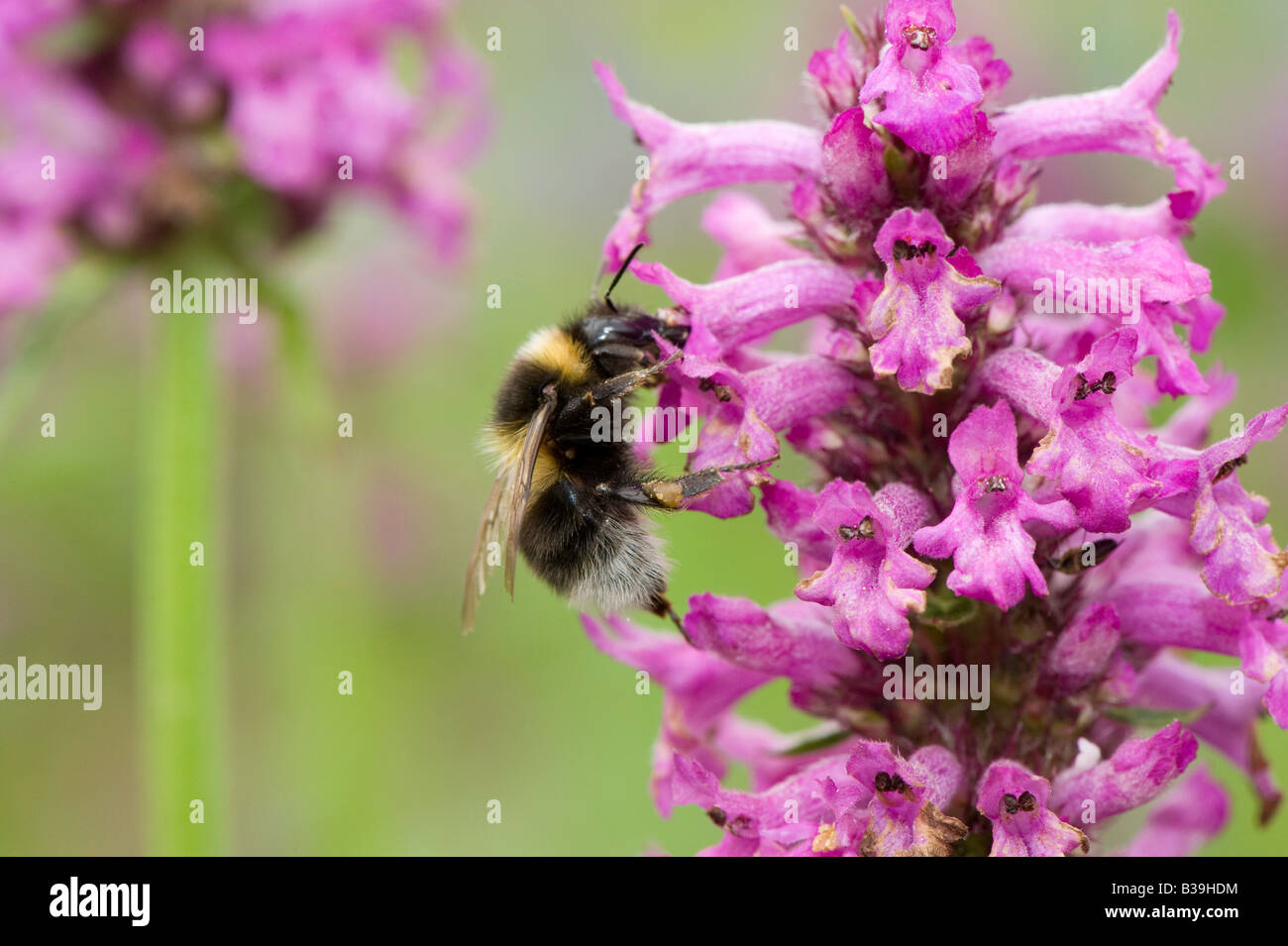 Bumblebee (Bombus terrestris) feeding on Purple Betony (Stachys officinalis) Planted in garden to attract insects Stock Photo