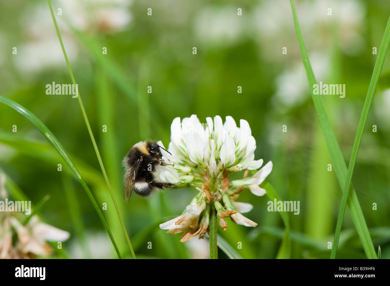 Bumblebee Bombus terrestris feeding on White Clover Cumbria England Stock Photo