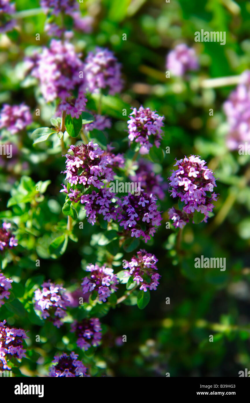 close up of Wild flowering Thyme in the swiss alps Stock Photo