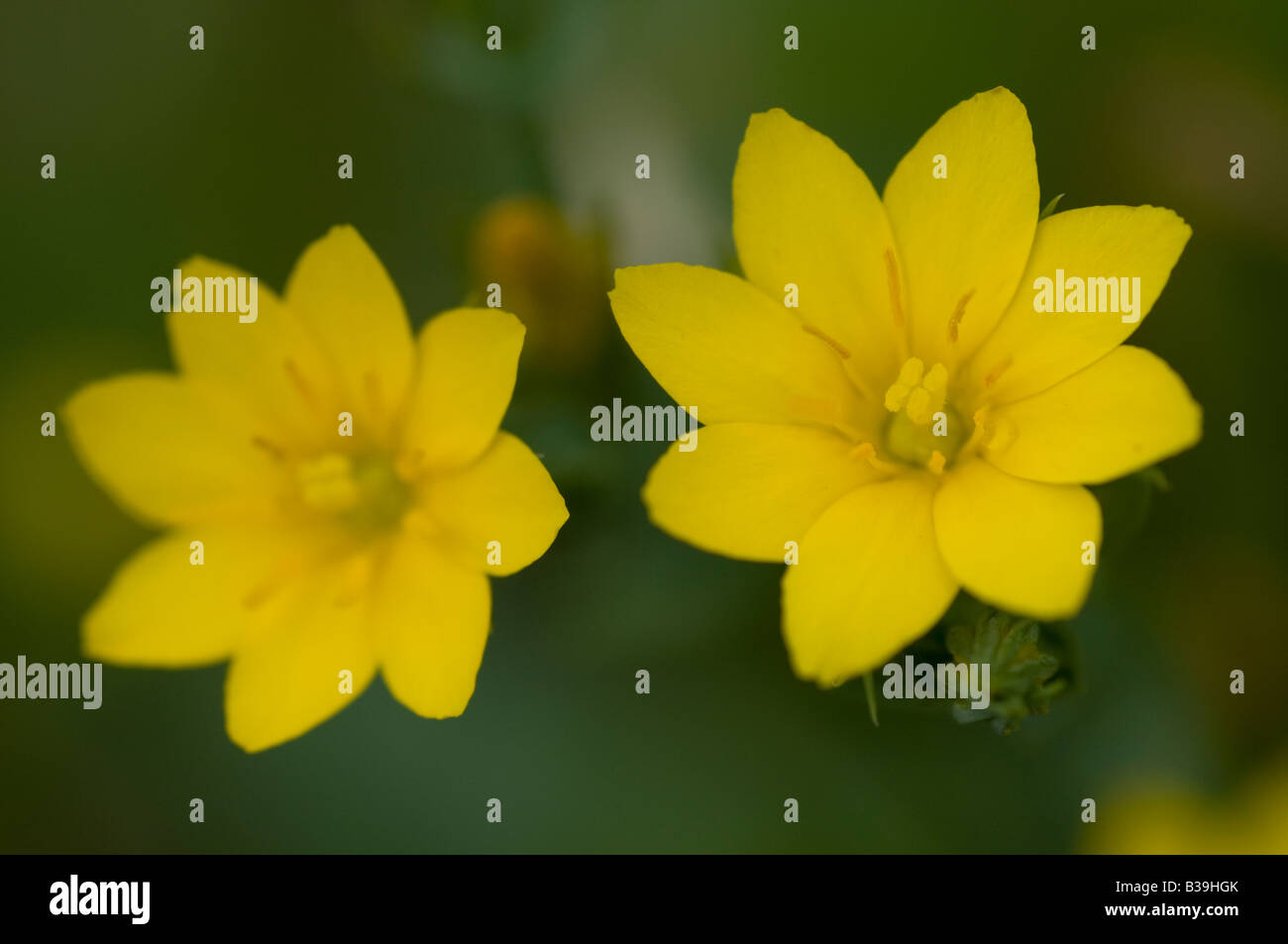 Yellow wort Blackstonia perfoliata flowers Stock Photo