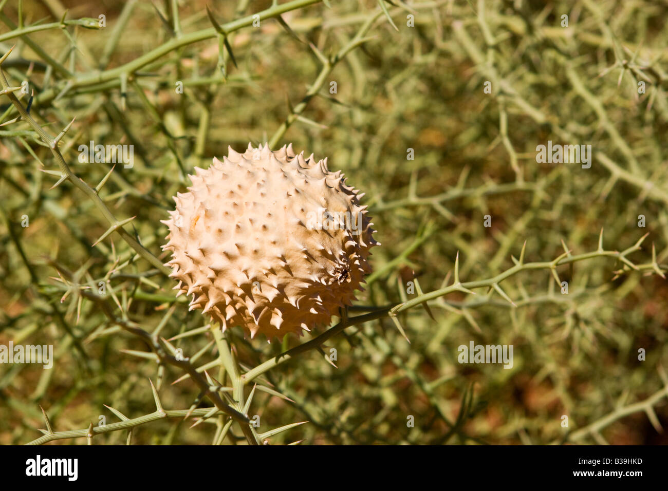 Nara Plant Fruit (Acanthosicyos horridus) in the Kalahari Desert, Namibia Stock Photo