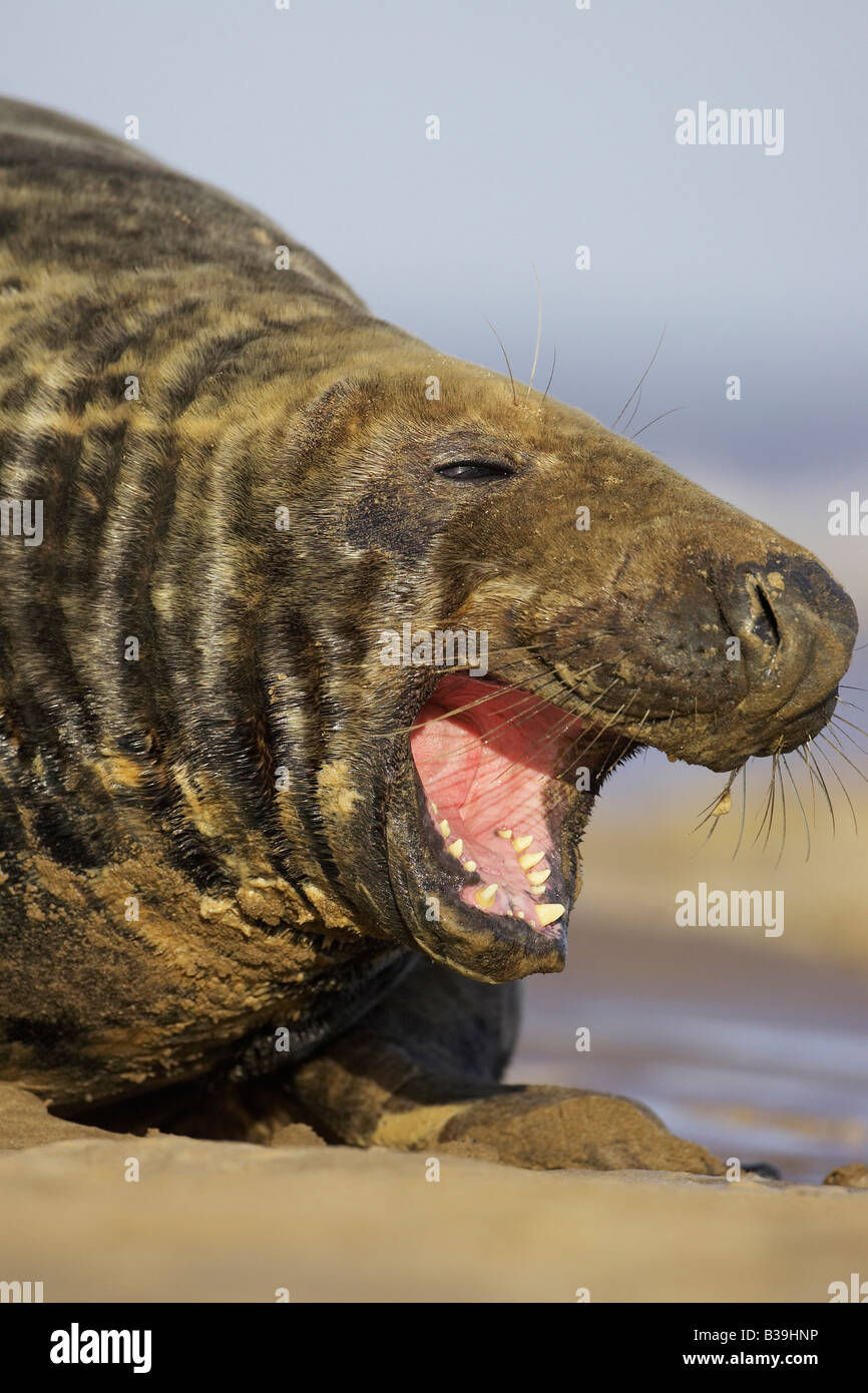 Gray Seal Grey Seal Halichoerus grypus male bull calling aggressively Stock Photo