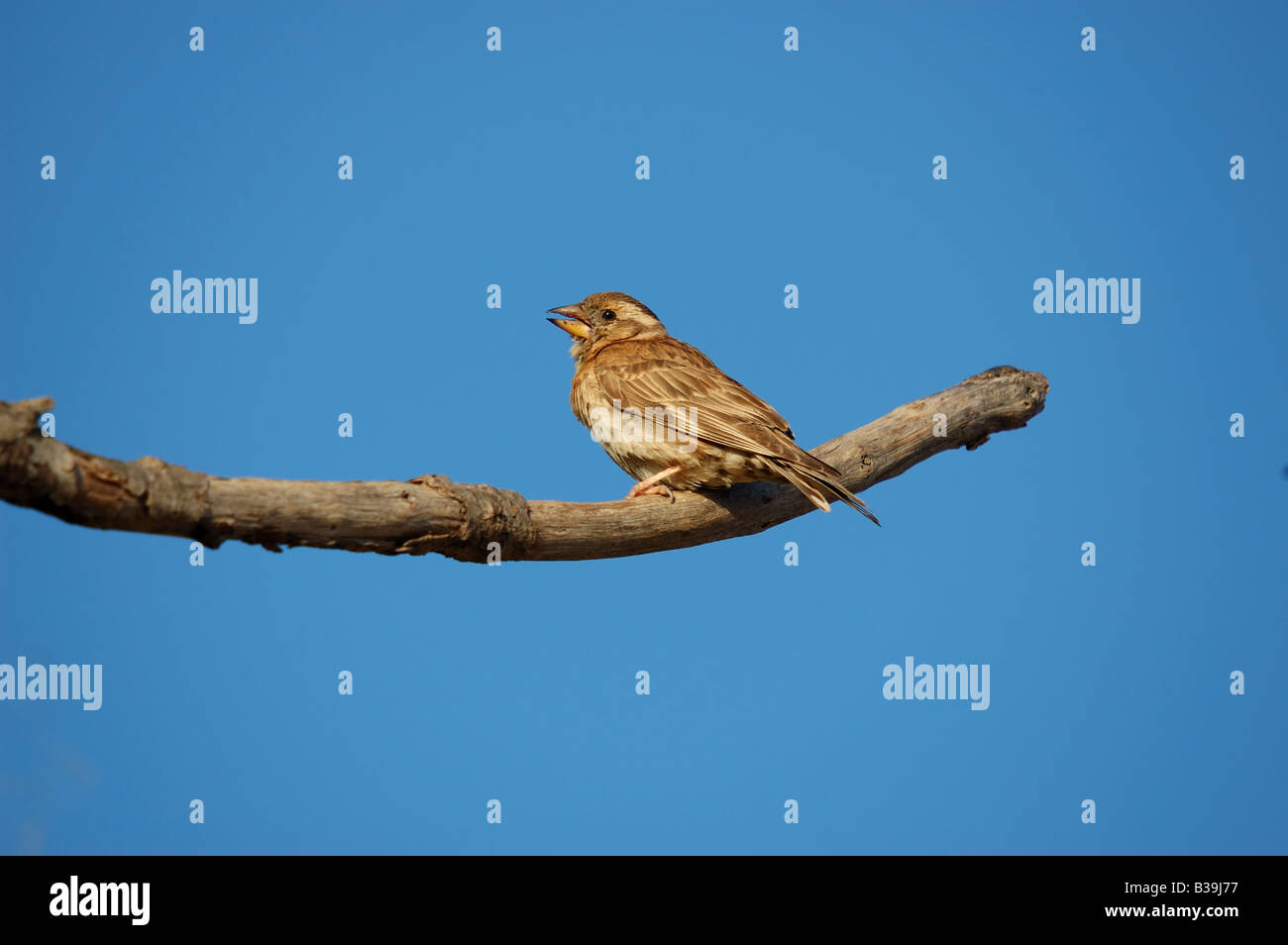 Photograph of a bird hi-res stock photography and images - Alamy