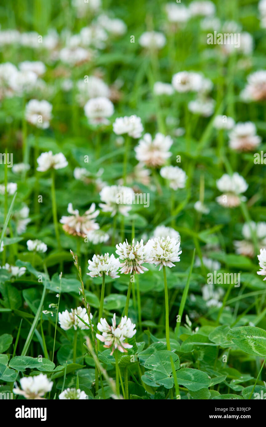White clover flowering in a grass ley clover mixture Sedbergh Cumbria Stock Photo