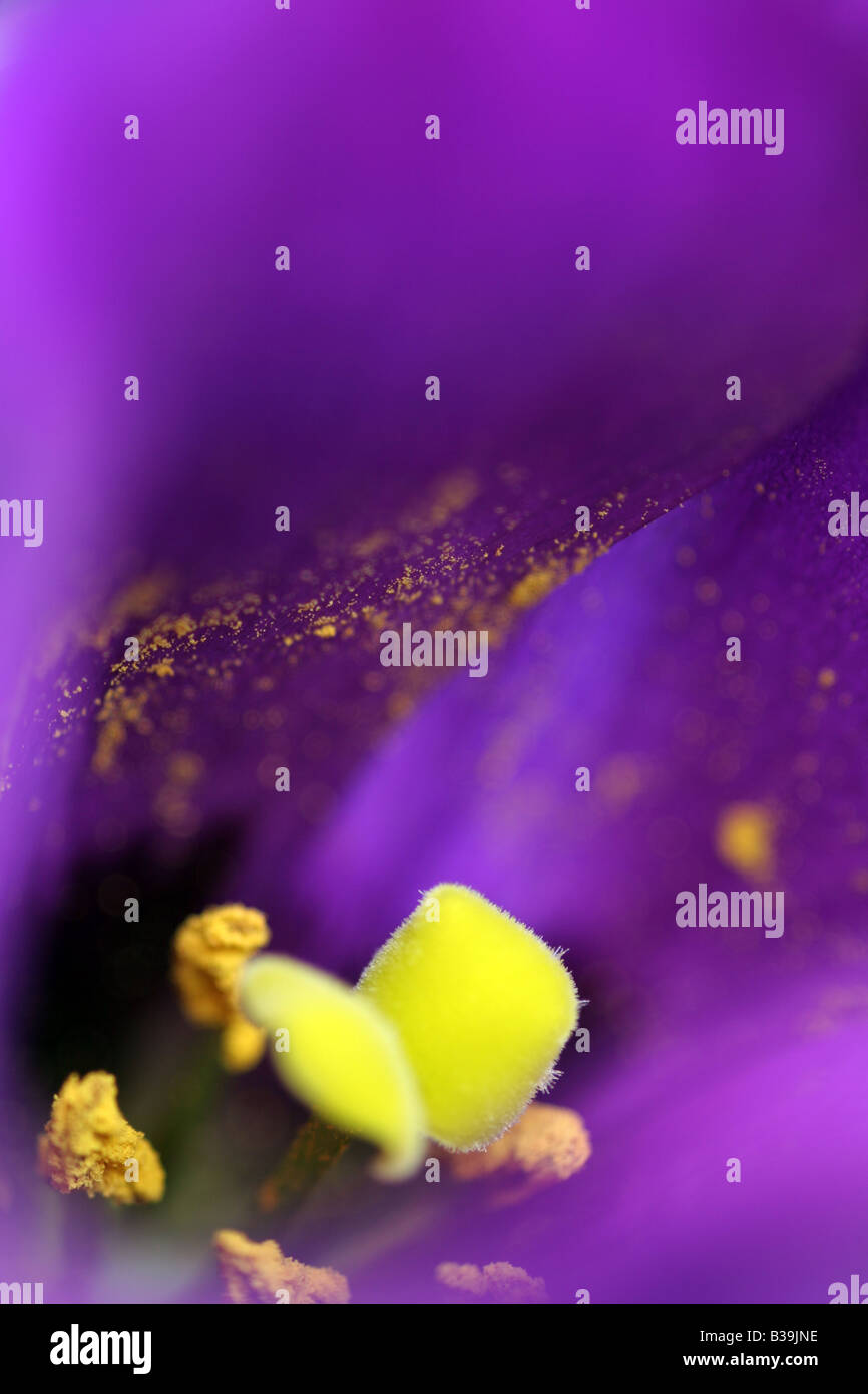 flower center showing stamens and pollen Stock Photo Alamy