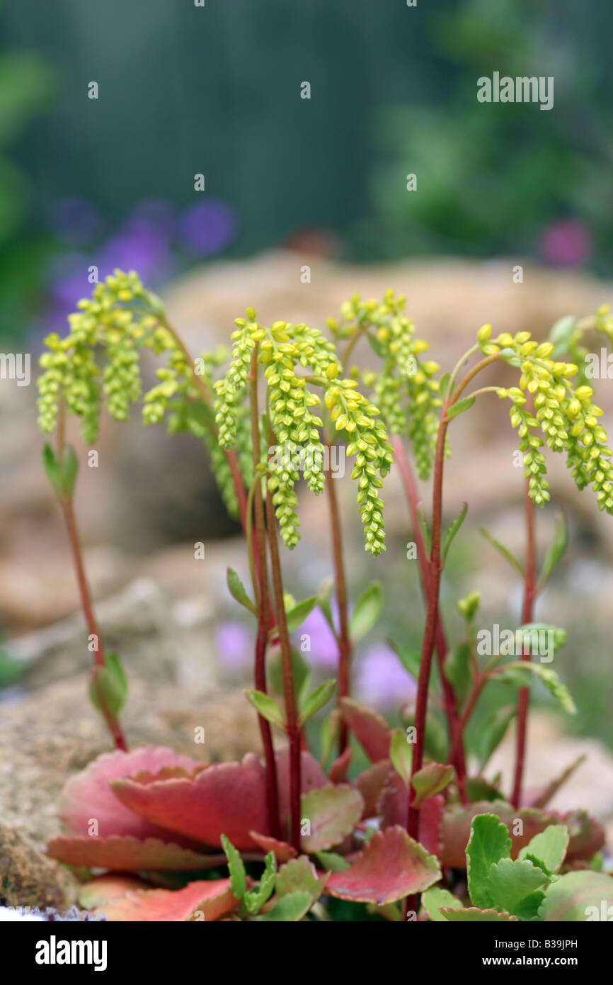 small rockery plants up close Stock Photo - Alamy