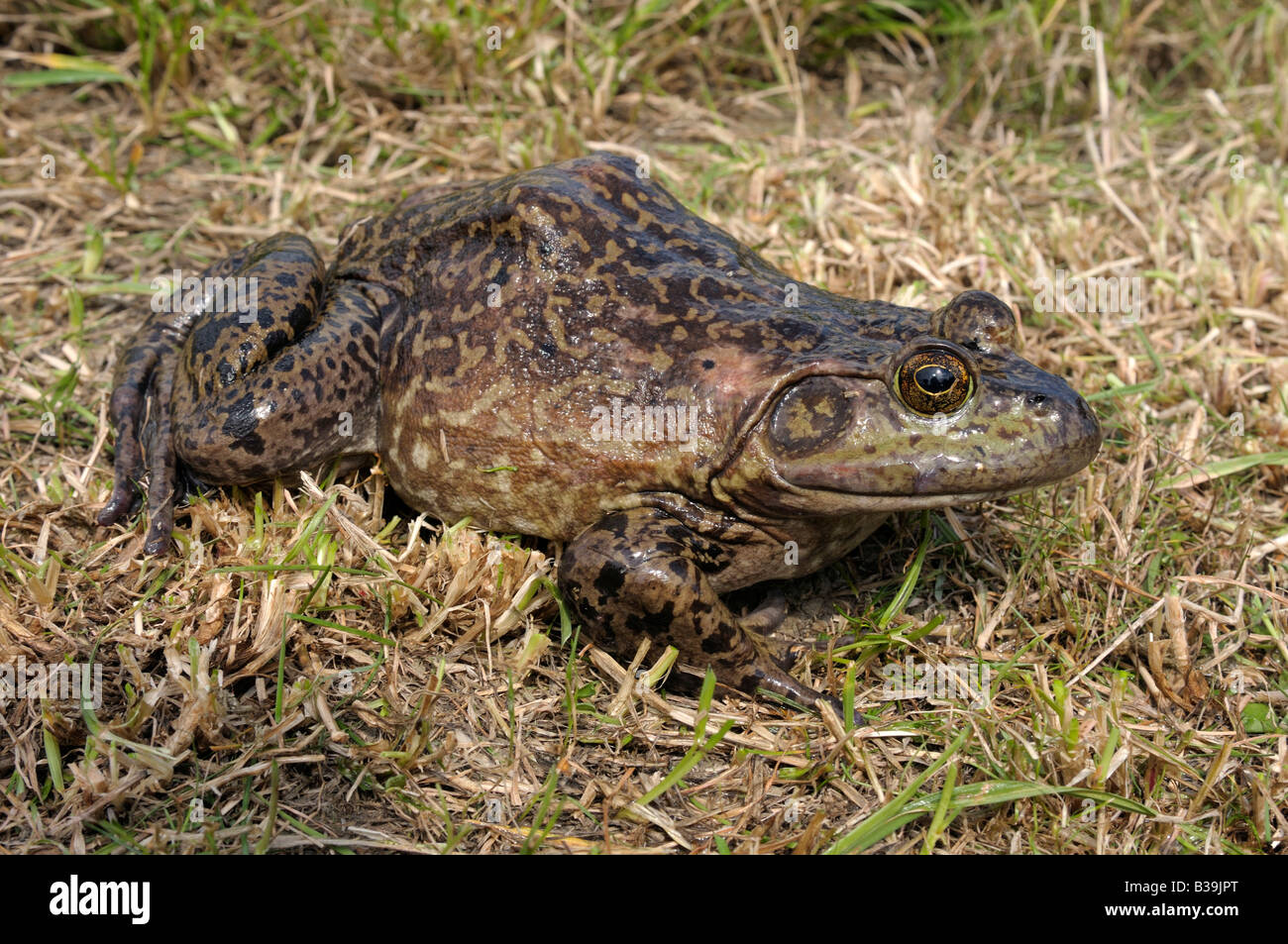 American Bullfrog (Rana Catesbeiana, Lithobates Catesbeianus), Female ...