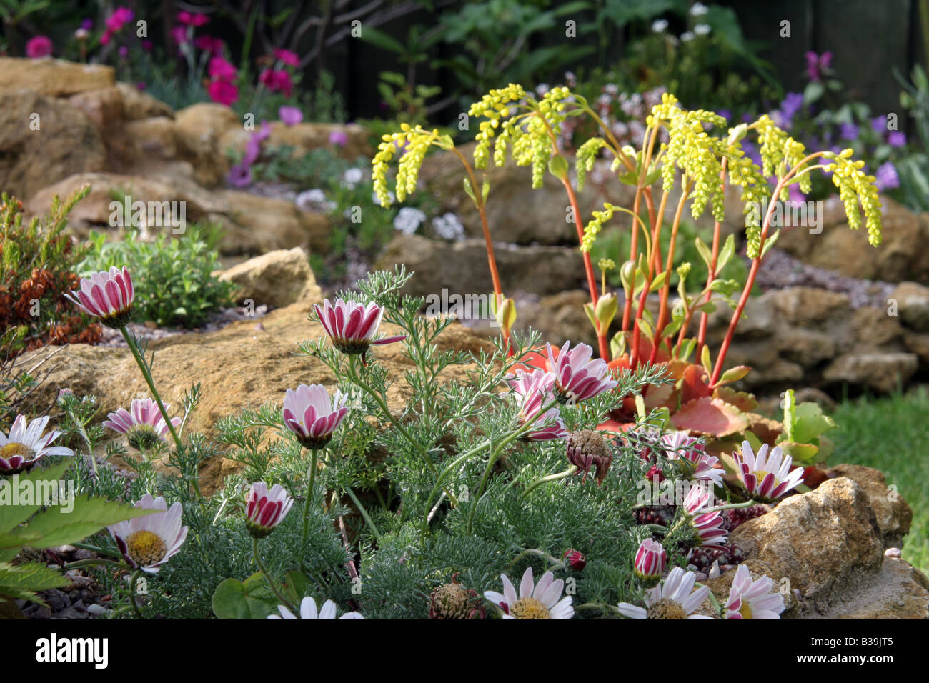 Rockery flowers hires stock photography and images Alamy