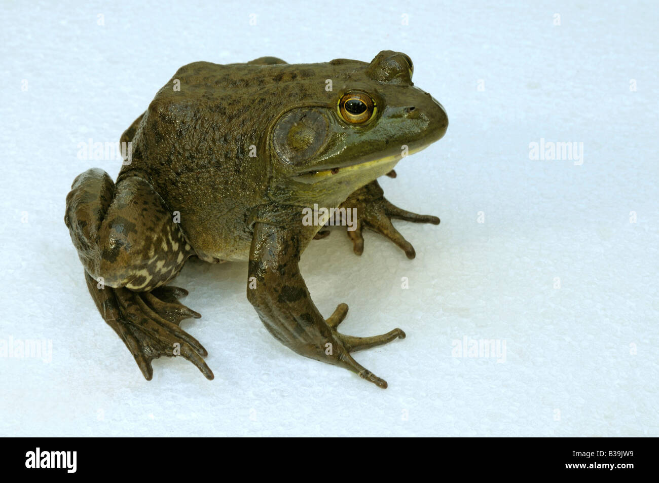 American Bullfrog (Rana catesbeiana, Lithobates catesbeianus), male, studio picture Stock Photo