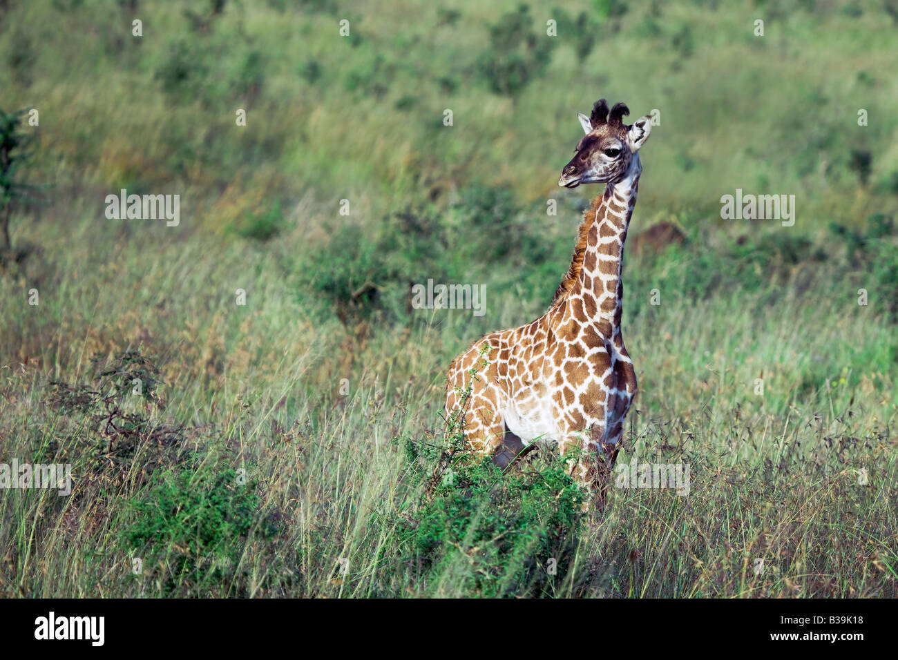 The young giraffe Stock Photo