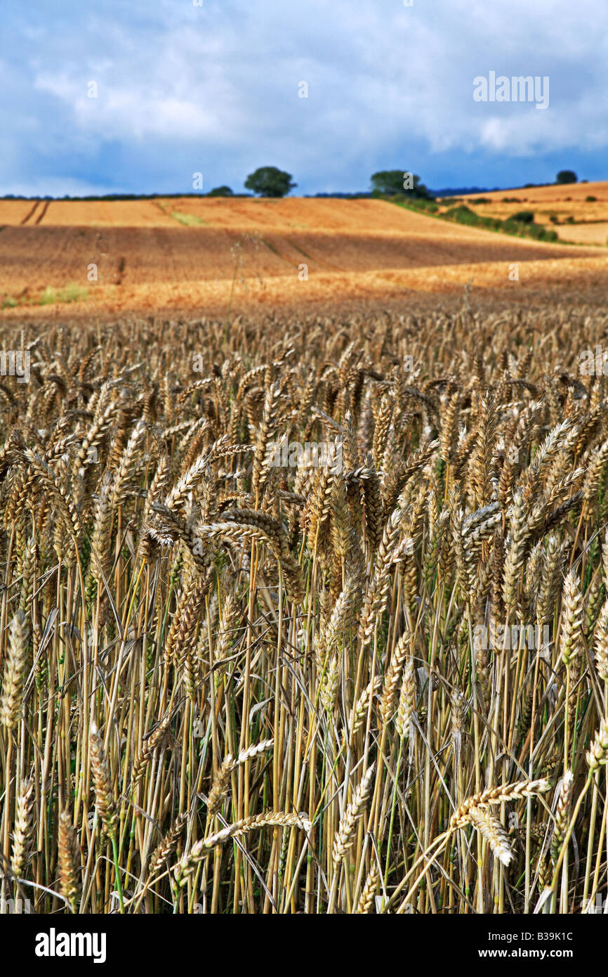 Crops in late summer, North Yorkshire, near Scarborough UK Stock Photo