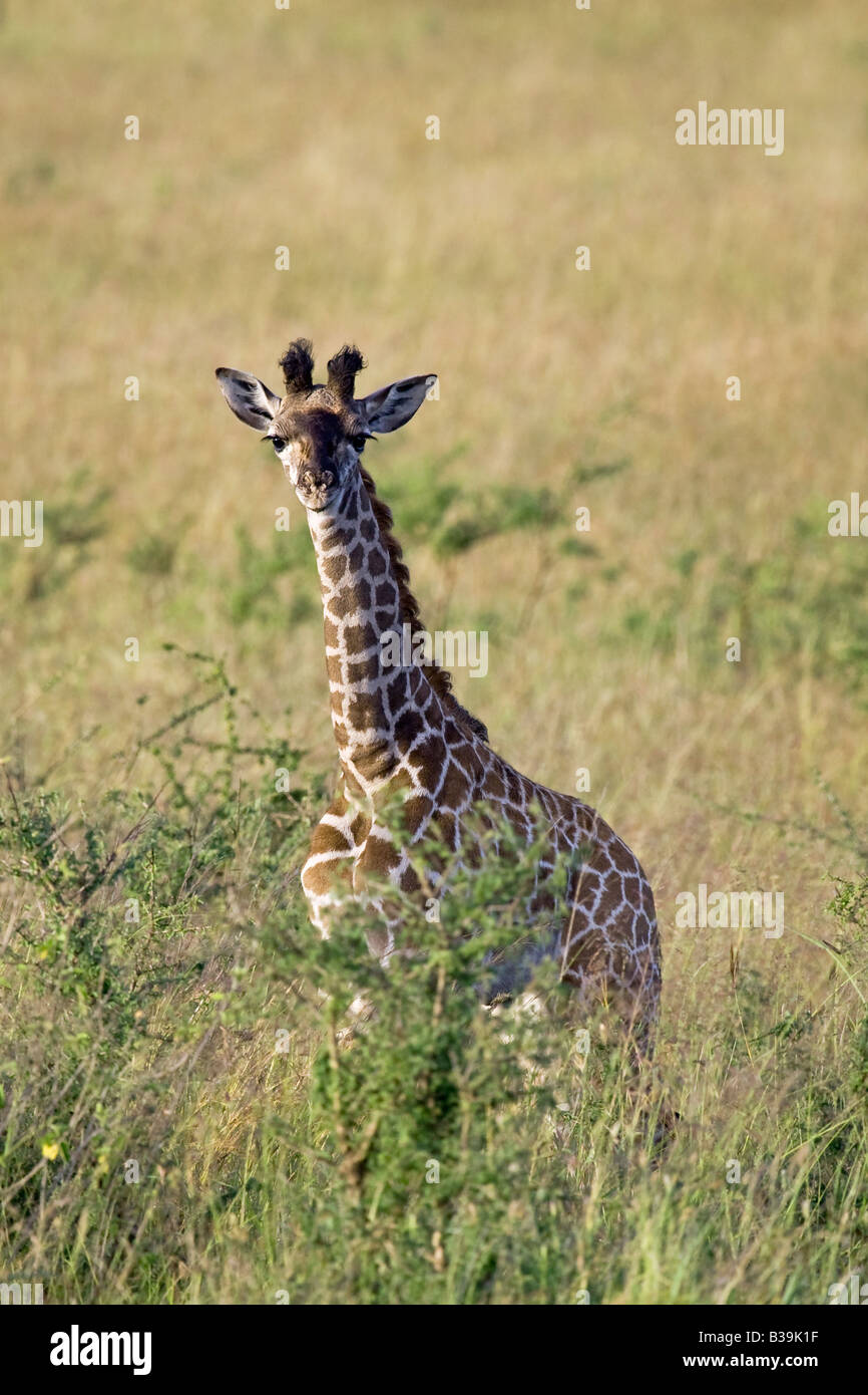 The young giraffe Stock Photo