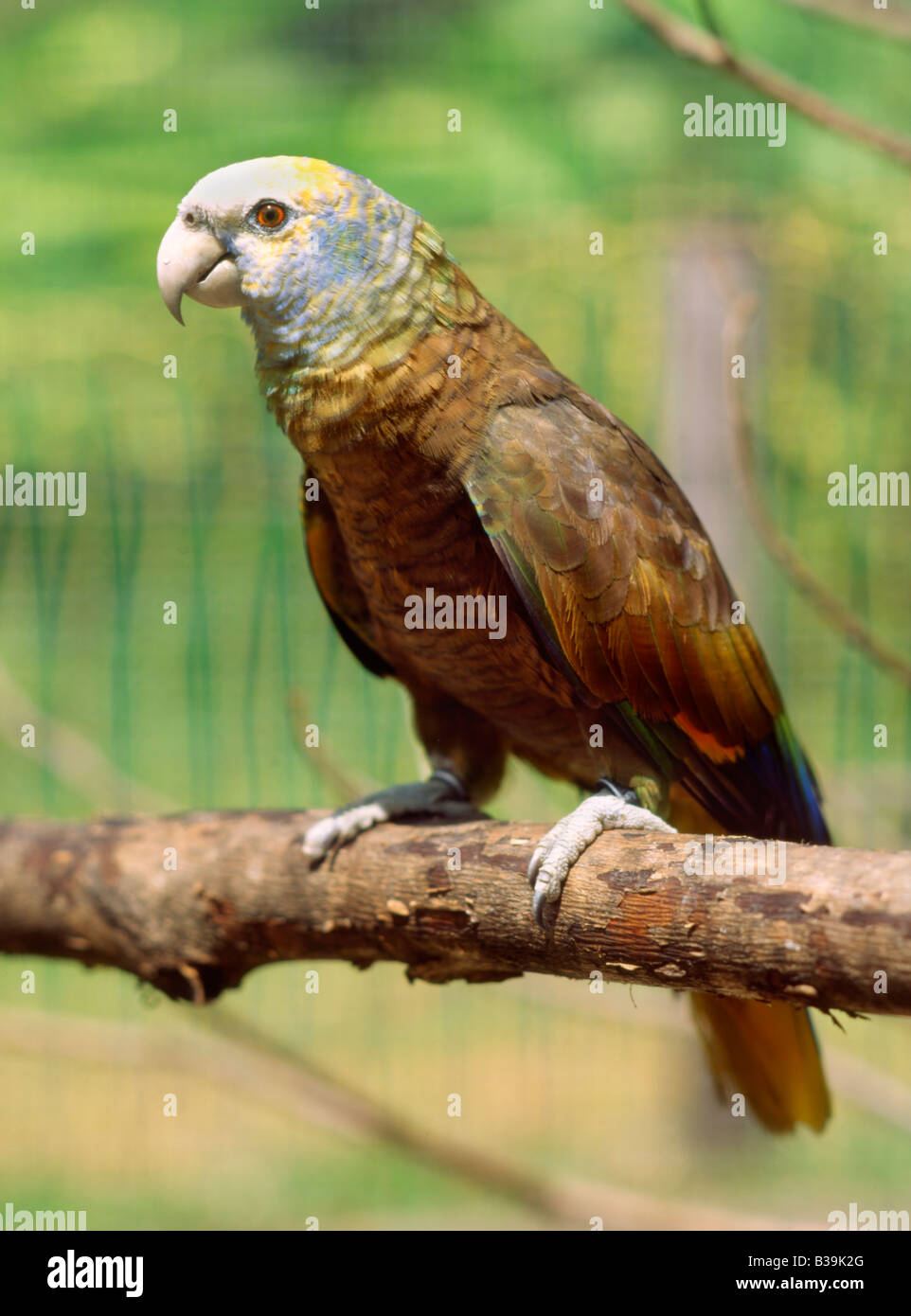 St.Vincent Amazon parrot Stock Photo