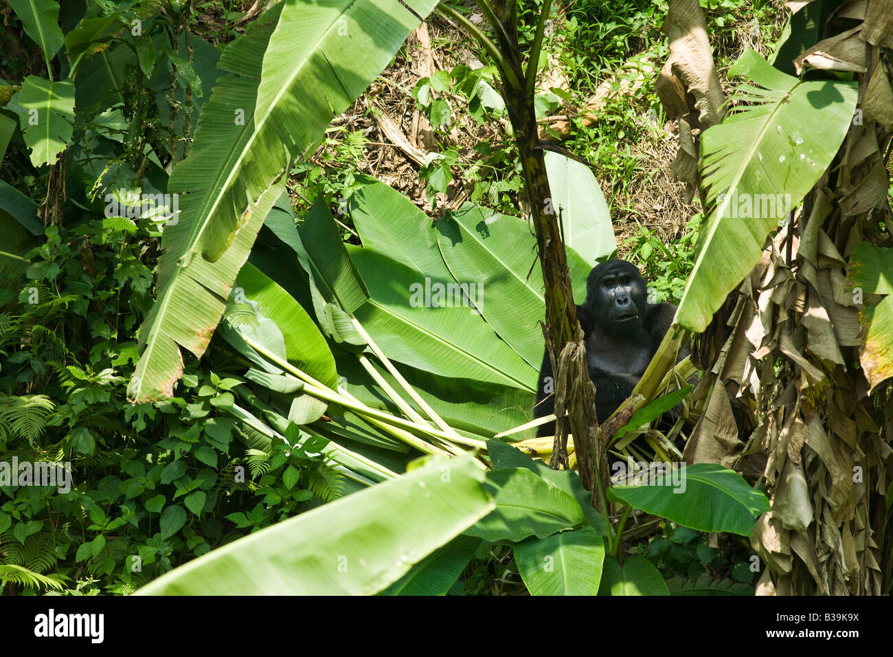 Mountain Gorilla Stock Photo