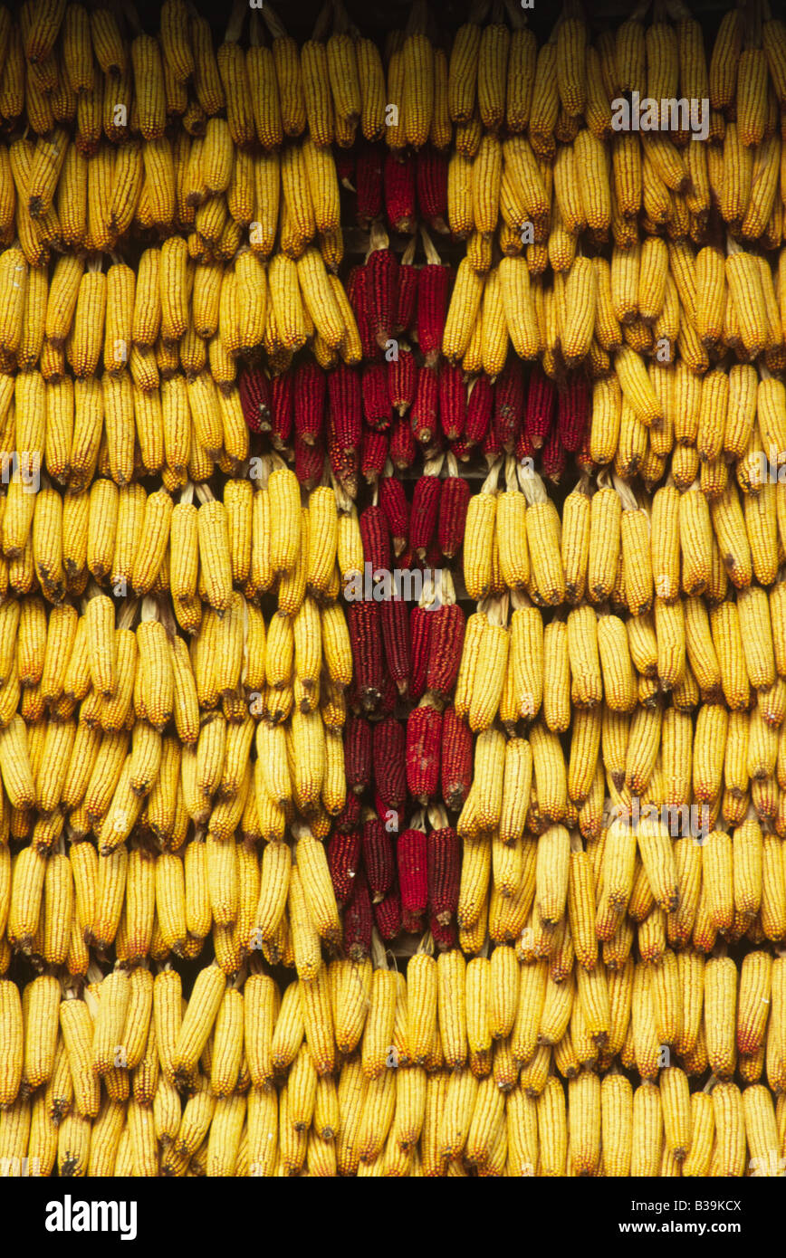 Stajerska, Slovenia.  Corn cobs hanging to dry and hung in the shape of a crucifix. Stock Photo