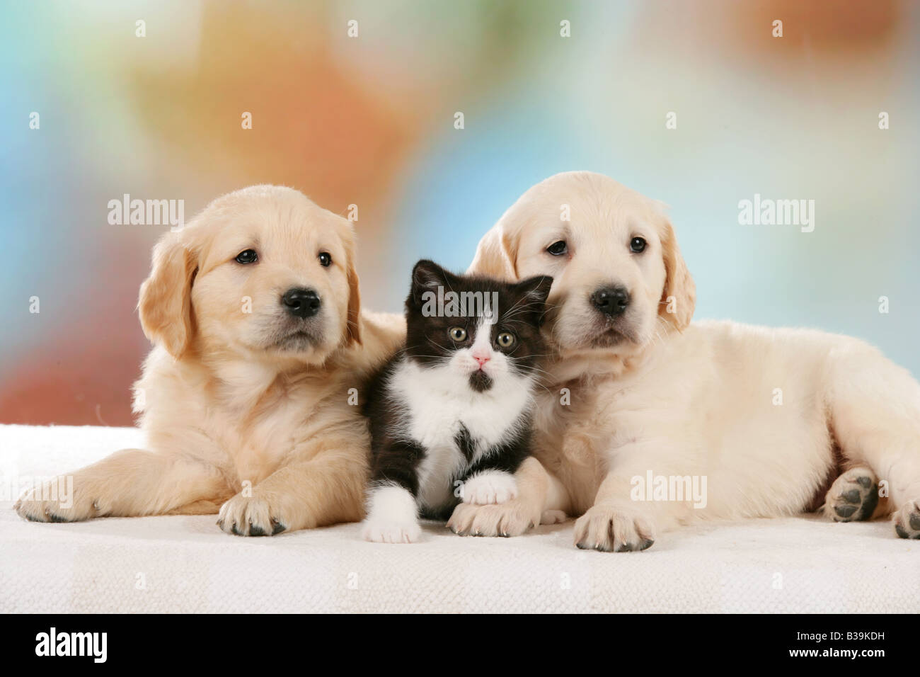 animal friendship : two Golden Retriever puppies and Britsh Shorthair  kitten Stock Photo - Alamy