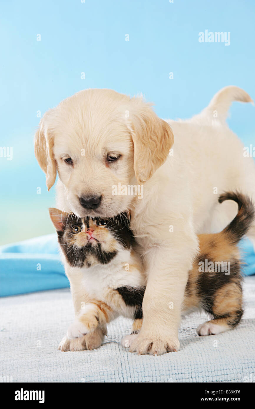 animal friendship Golden Retriever puppy and Britsh Shorthair kitten Stock Photo Alamy