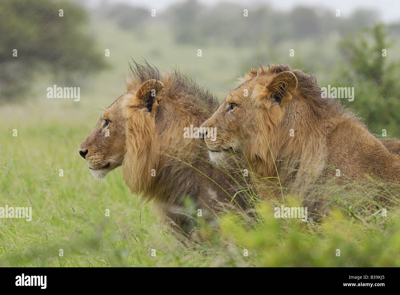 two lions - portrait / Panthera leo Stock Photo