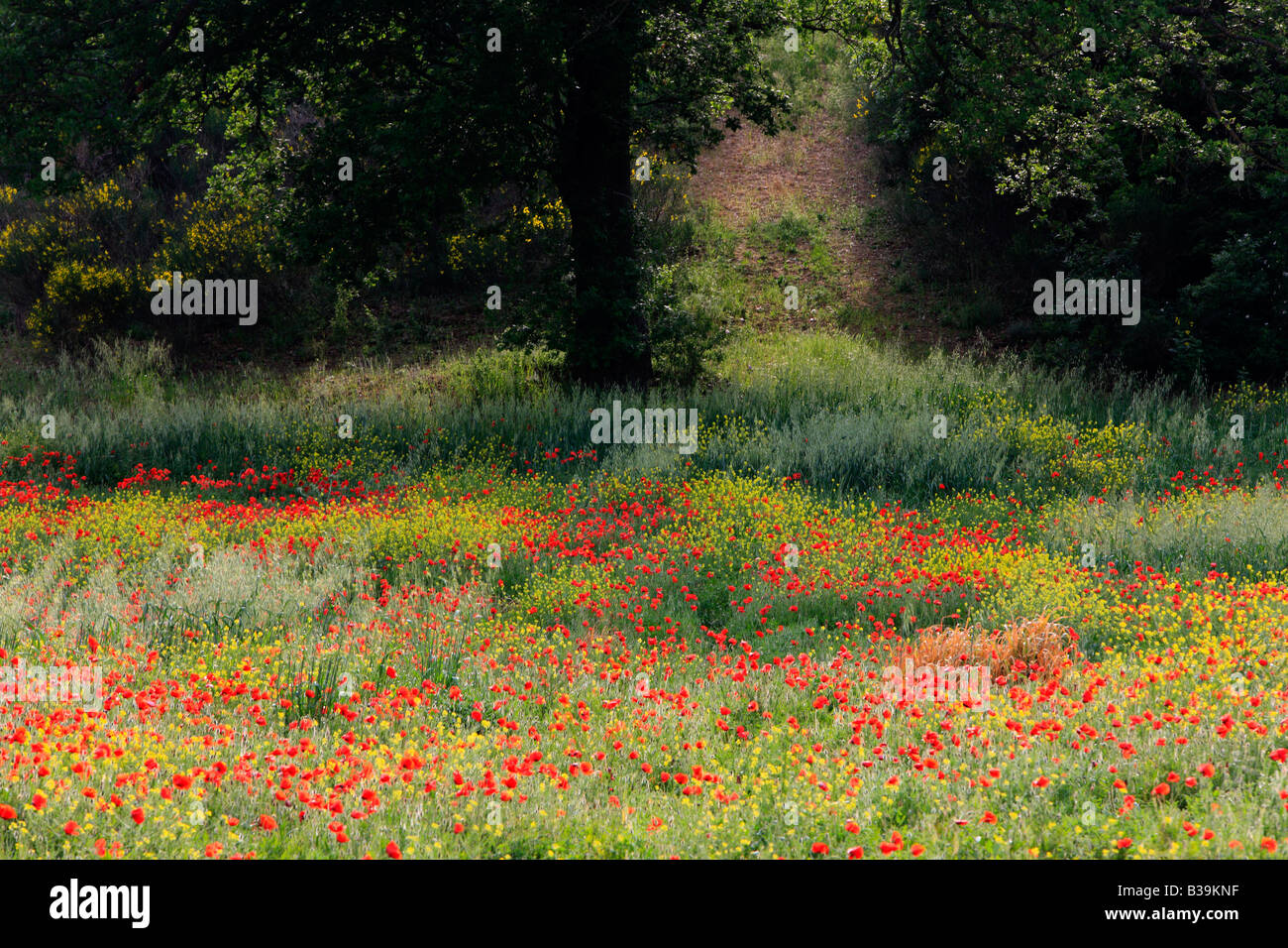 Italian wild flowers hi-res stock photography and images - Alamy