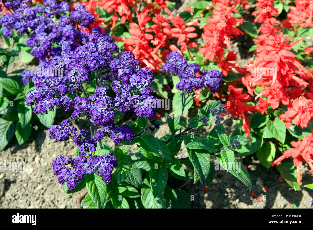 Summer Bedding Plant Display Stock Photo Alamy