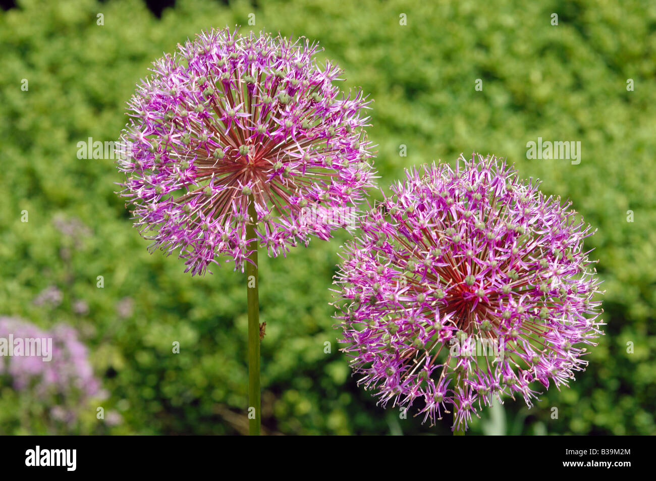 Pink flowers growing at Manito Park in Spokane, Washington State, USA
