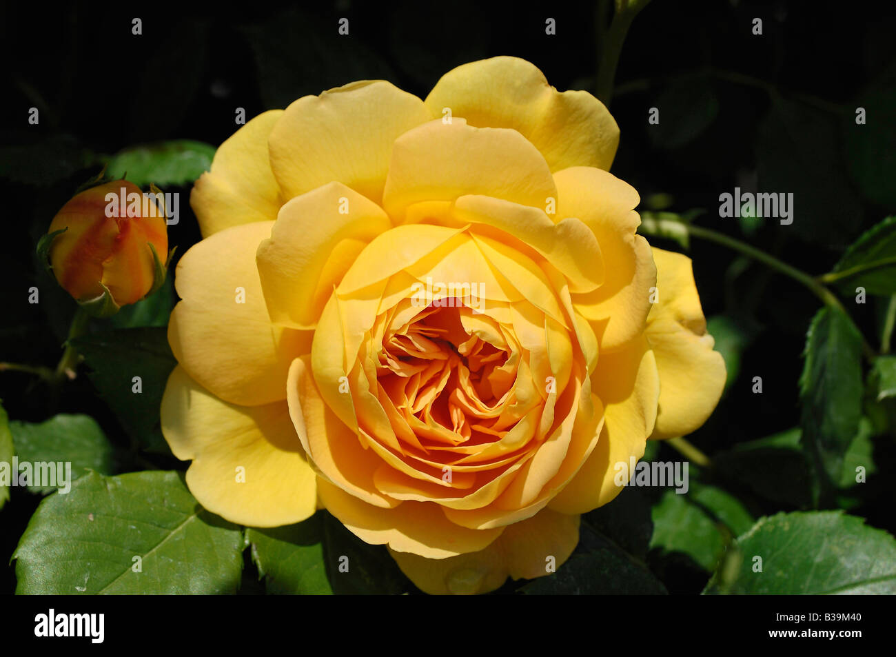 Yellow rose growing at The Rose Garden, at The Julia Davis Park, Boise