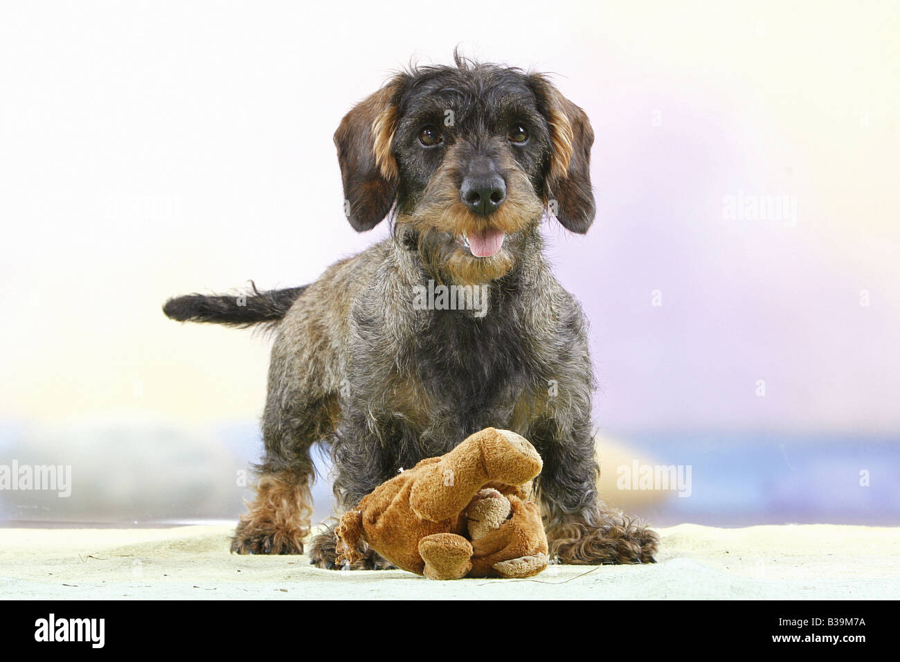 Wirehaired dachshund standing with cuddly toy Stock Photo Alamy